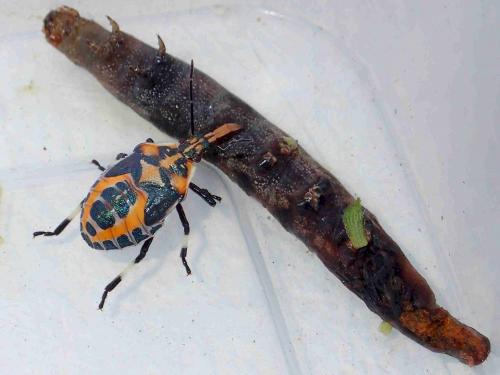 Eocanthecona furcellata